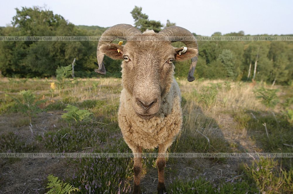 Ovis aries Manx Loaghtan sheep a primative rare breed being used to graze a nature reserve