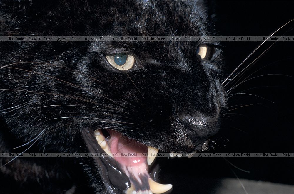 Black Panther Panthera pardus