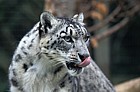 Panthera uncia Snow leopard