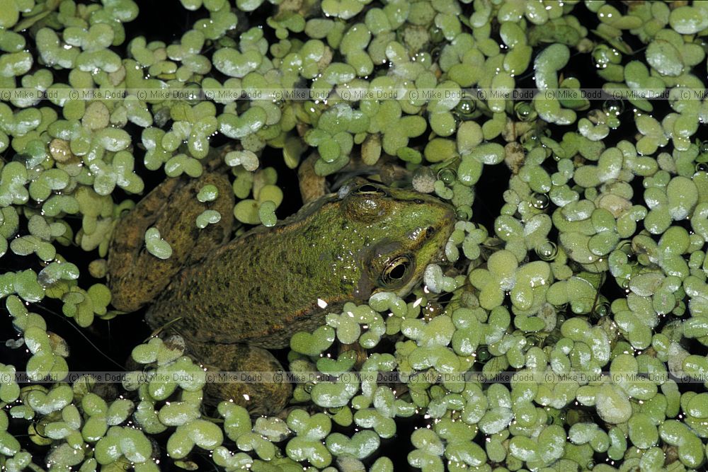 Pelophylax ridibundus Marsh frog