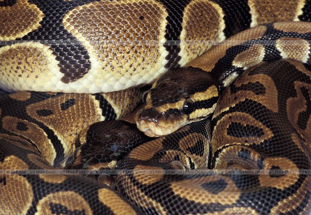 Python regius Royal python