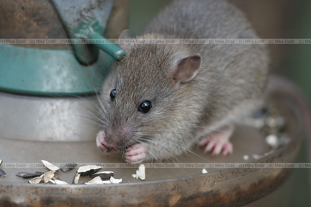 Rattus norvegicus Brown rat young