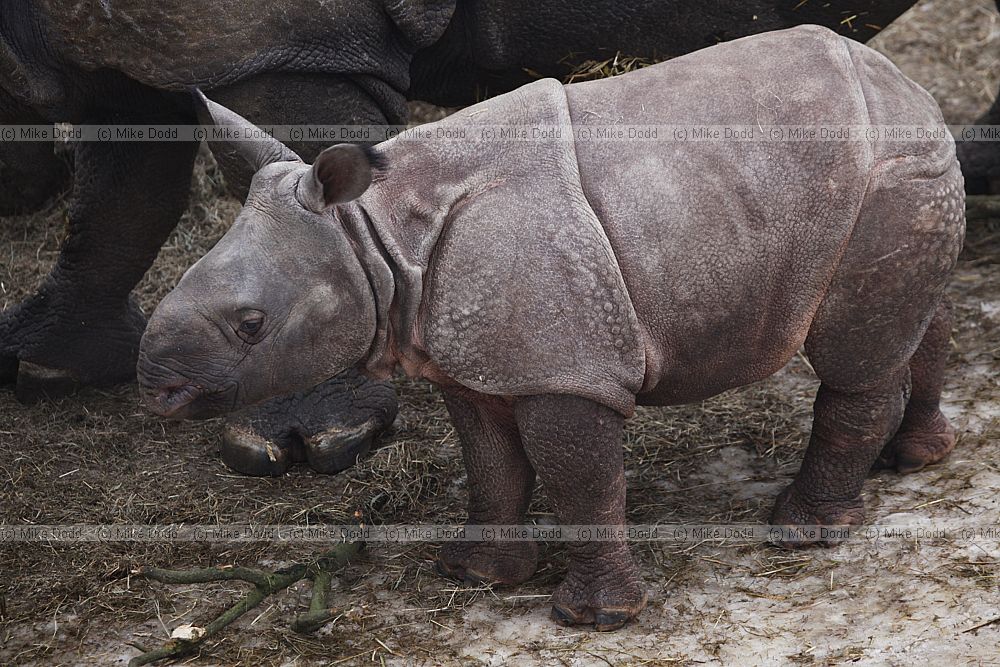 Rhinoceros unicornis Indian rhinoceros