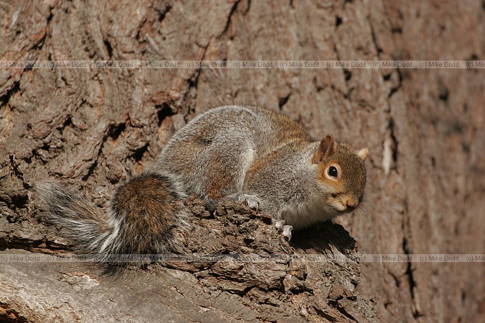 Sciurus carolinensis Grey squirrel Cheam park
