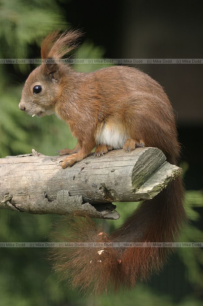 Sciurus vulgaris Red squirrel