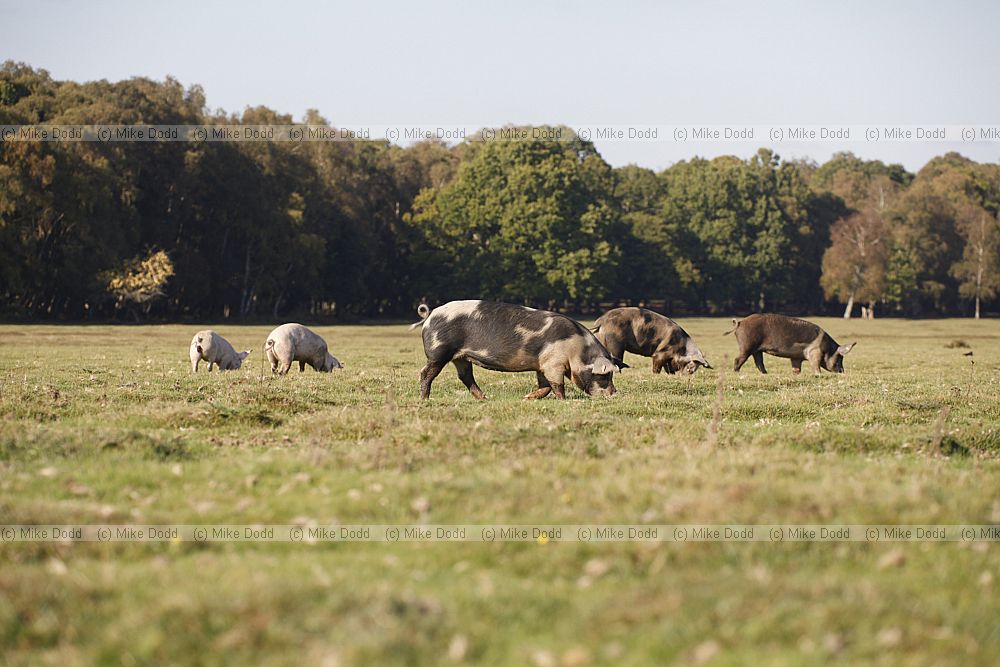 Sus scrofa domesticus pigs running free on pannage in the New Forest