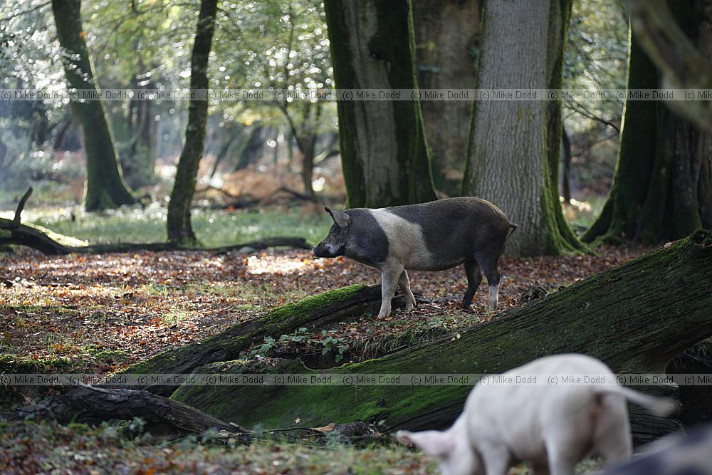 Sus scrofa domesticus Pigs on pannage in new forest eating beech masts and acorns.