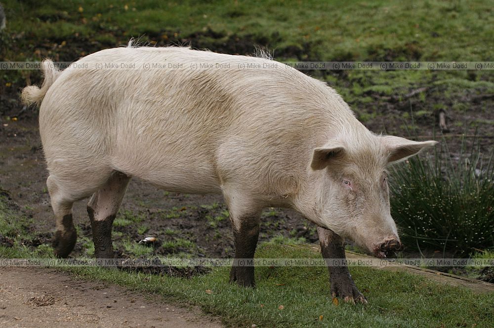 Sus scrofa domesticus Pigs on pannage in New Forest rooting around in species rich boggy pool