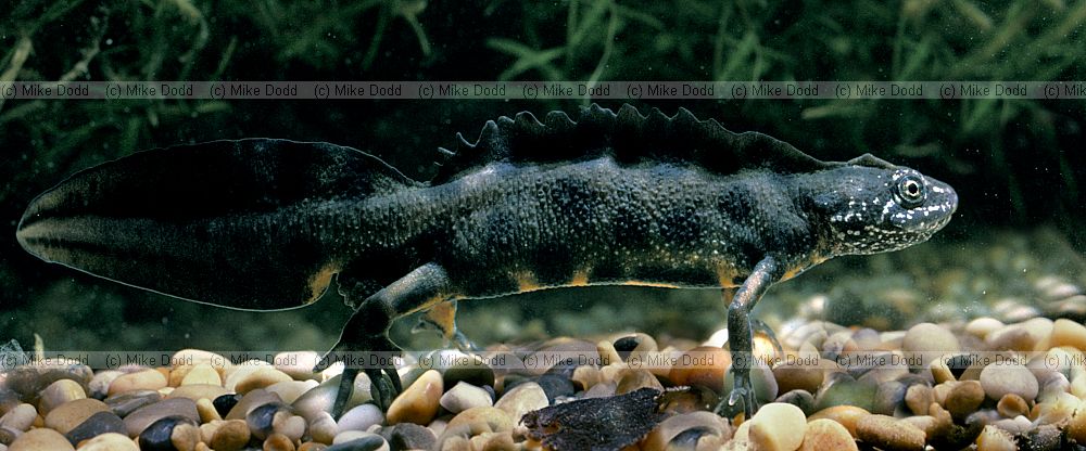 Triturus cristatus Great Crested Newt or Warty Newt