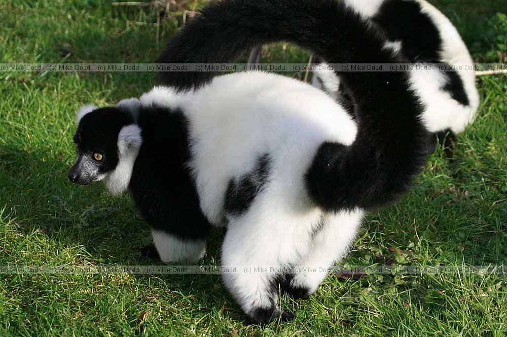 Varecia variegata Black and white ruffed lemur