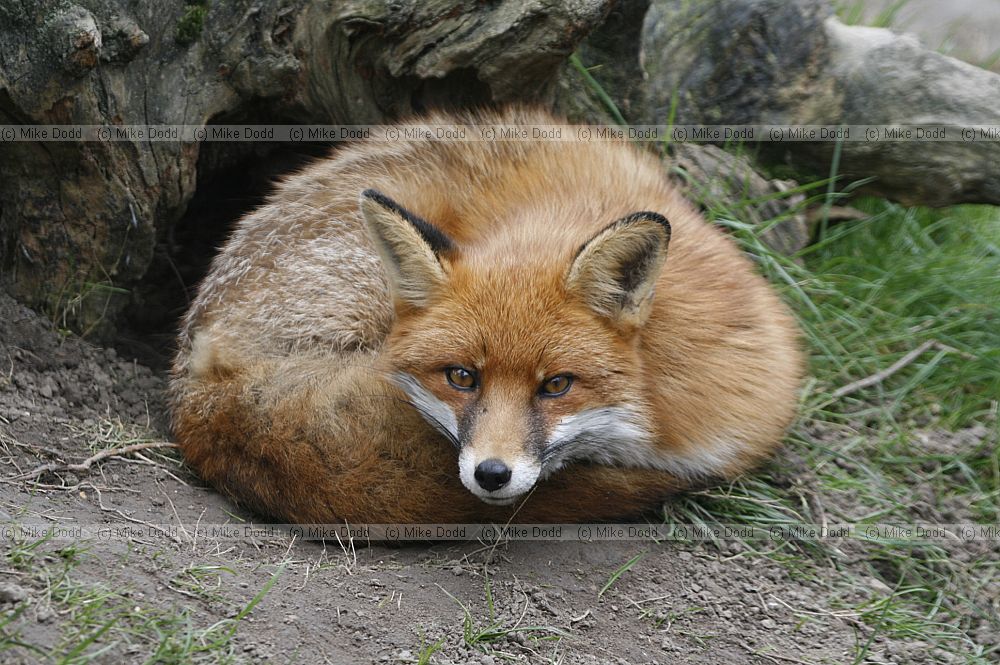Vulpes vulpes European Red fox