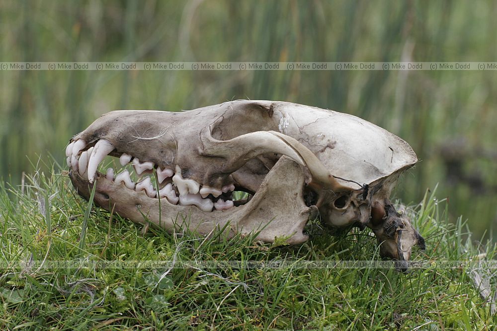 Vulpes vulpes European Red fox skull