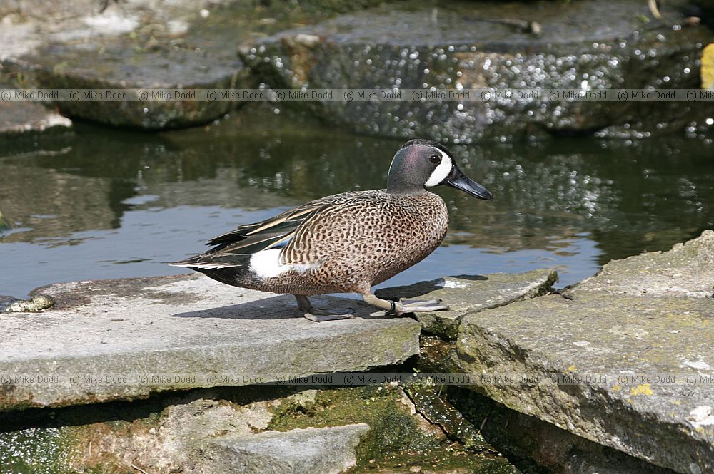 Anas discors Blue-winged Teal