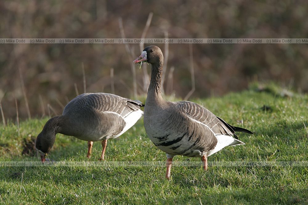 Anser albifrons White fronted goose