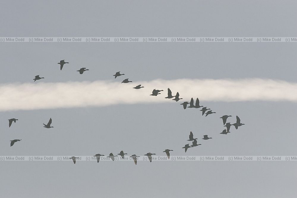 Anser brachyrhynchus Pink footed geese in flight