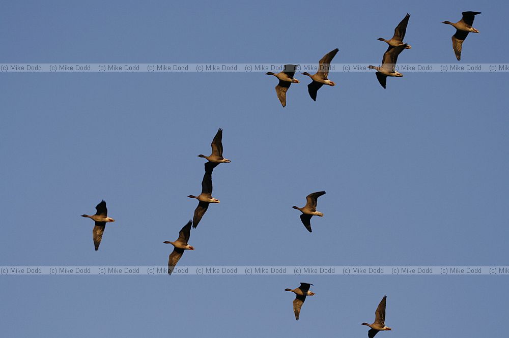 Anser brachyrhynchus Pink footed geese
