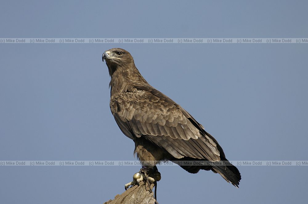 Aquila rapax Tawny eagle