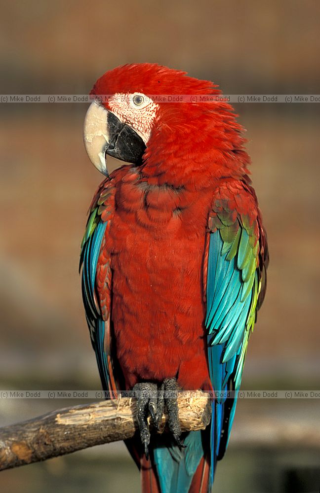 Ara chloropterus Green-winged Macaw
