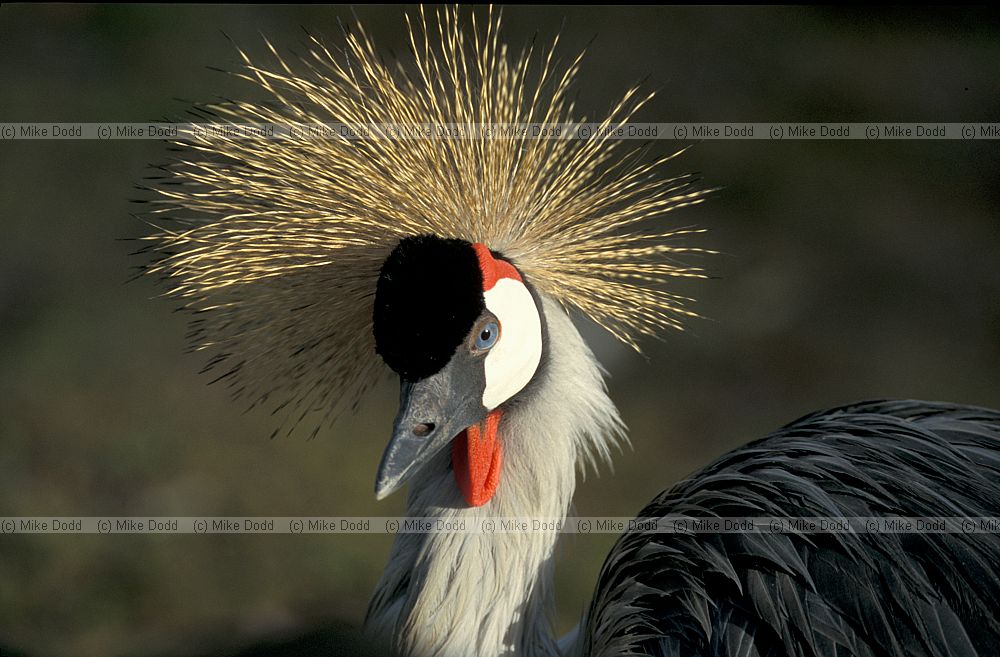 Balearica regulorum Crowned crane