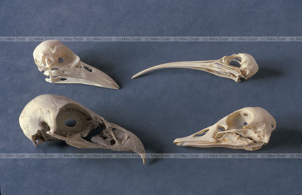 Bird skulls