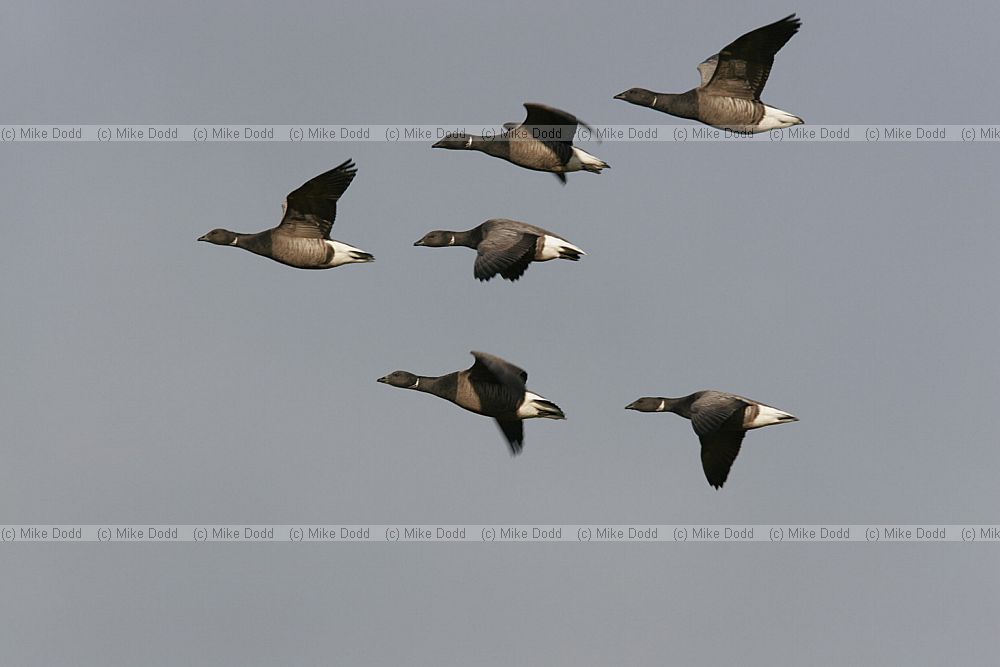 Branta bernicla Brent geese (dark-bellied) in flight