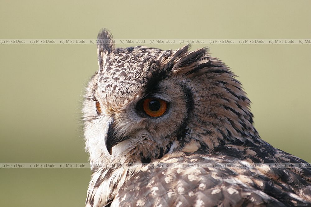 Bubo bengalensis Bengal eagle owl