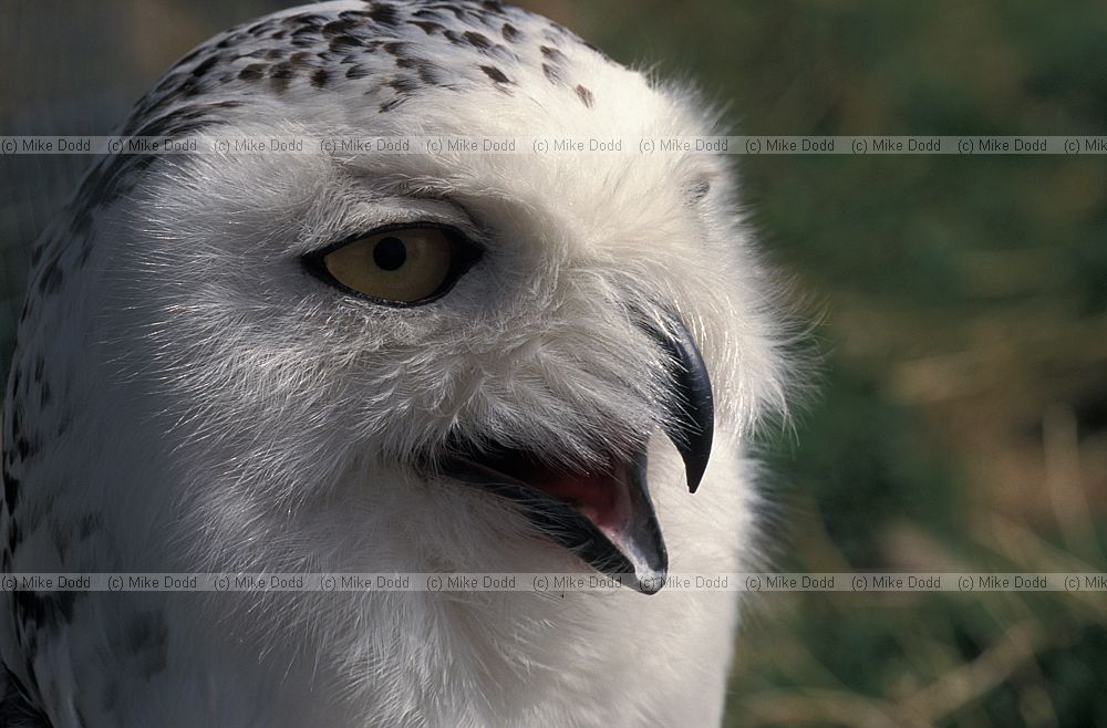 Bubo scandiacus Snowy owl