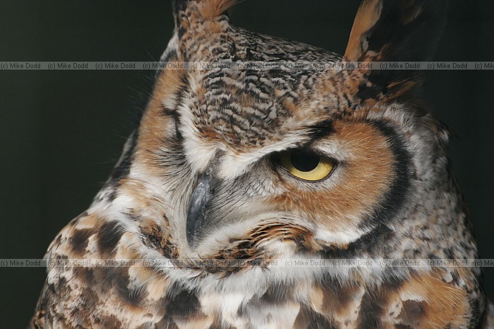 Bubo virginianus Great horned owl