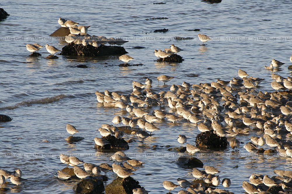 Calidris canutus Knot at high tide roost
