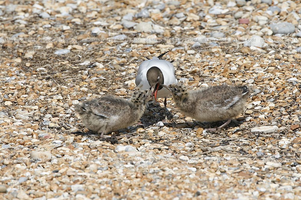 Chroicocephalus ridibundus Black-headed Gulll with chicks pestering adult to disgorge food