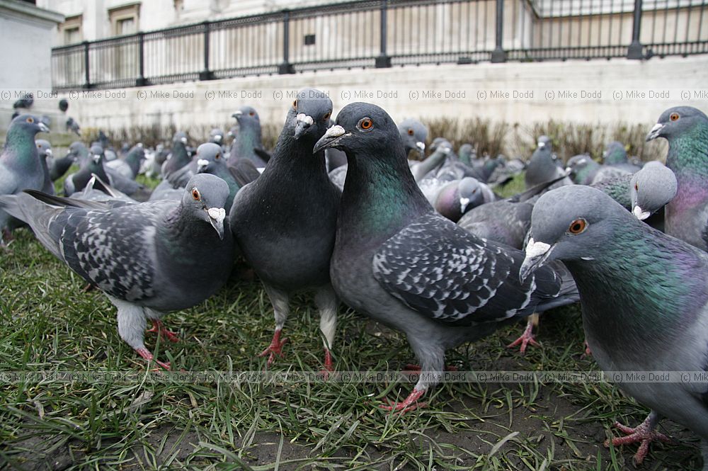 Columba livia Pigeons