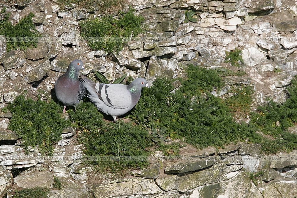 Columba livia Rock doves at Bempton sea cliffs