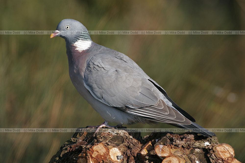 Columba palumbus Wood pigeon