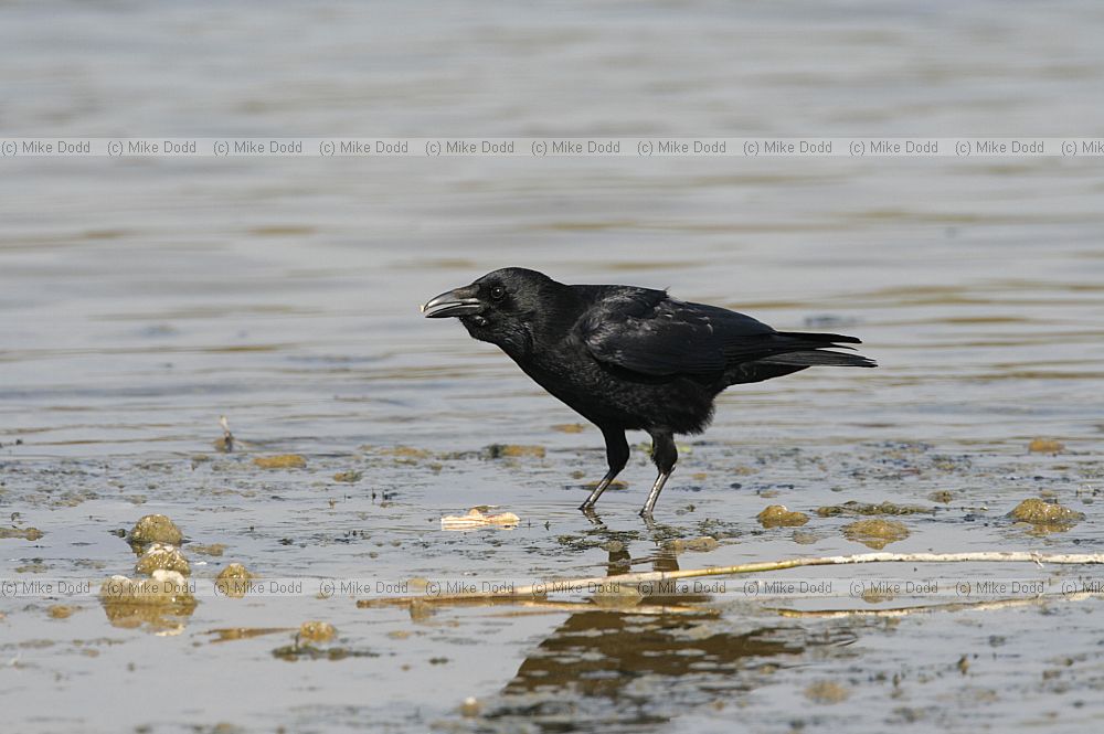 Corvus corone Carrion crow