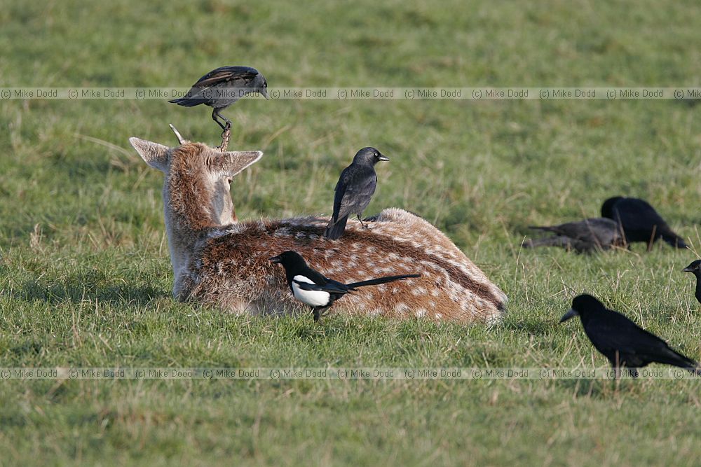Corvus monedula Jackdaws collecting fur from deer