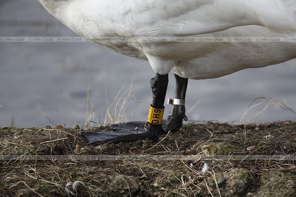 Cygnus cygnus whooper swan with yellow leg ring DH9