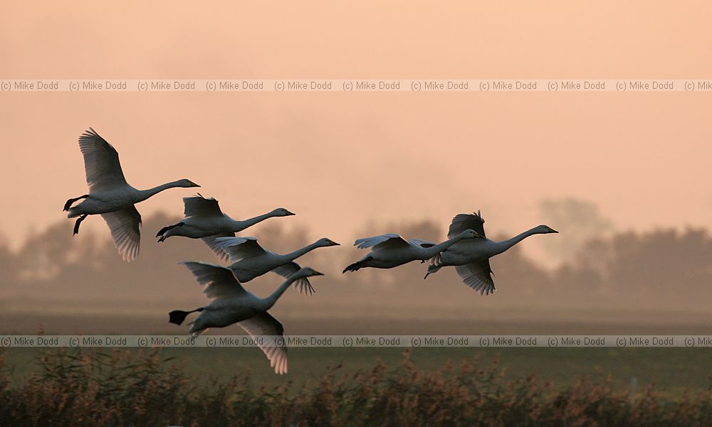 Cygnus cygnus Whooper swans against the light grazing on fields after harvest