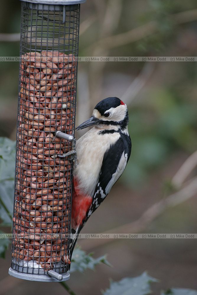 Dendrocopos major Great Spotted Woodpecker on feeder