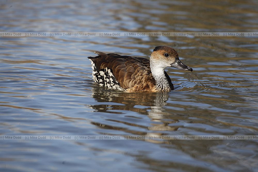 Dendrocygna arborea West Indian Whistling Duck