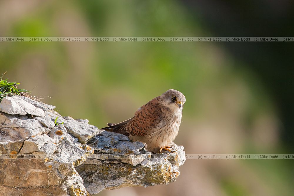 Falco tinnunculus Kestrel on rock ledge Bempton cliffs