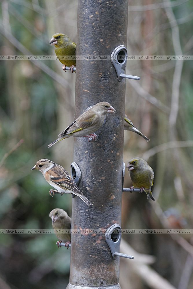Fringilla montifringilla Brambling on feeder and greenfinch on feeder