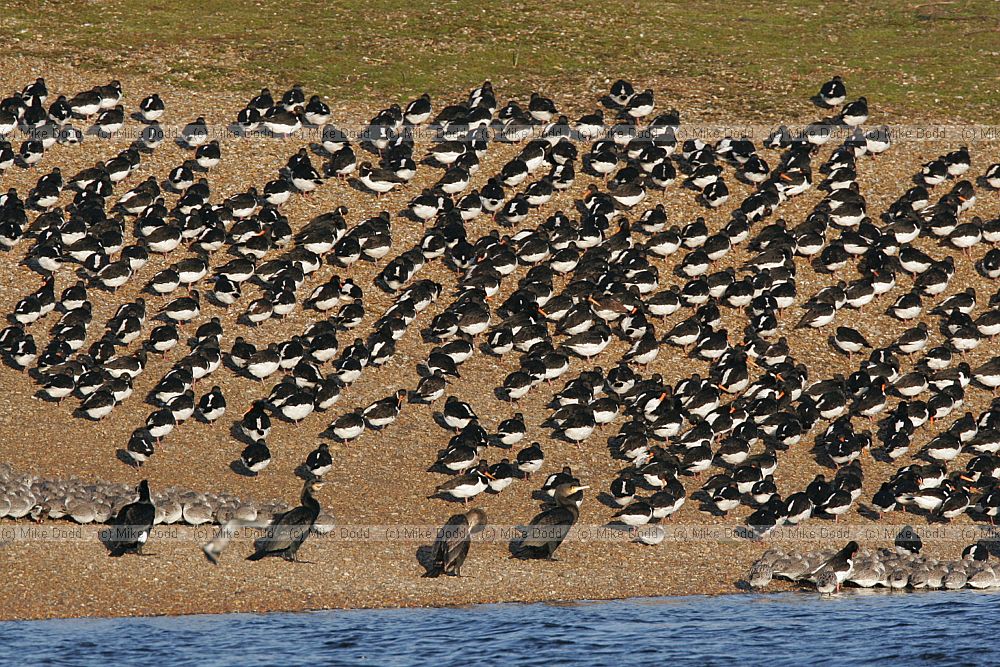 Haematopus ostralegus Oystercatchers and cormorants