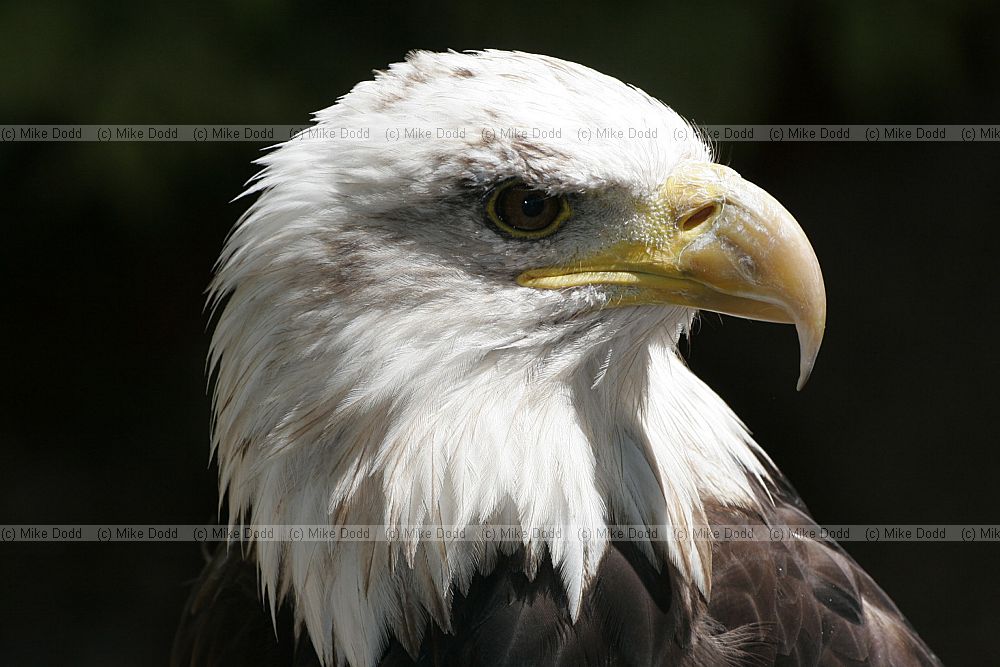 Haliaeetus leucocephalus Bald eagle