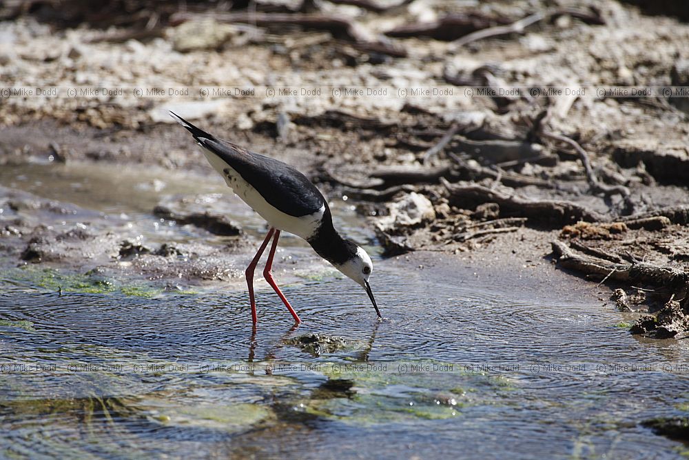 Himantopus leucocephalus White-headed Stilt feeding in potentially highly toxic water