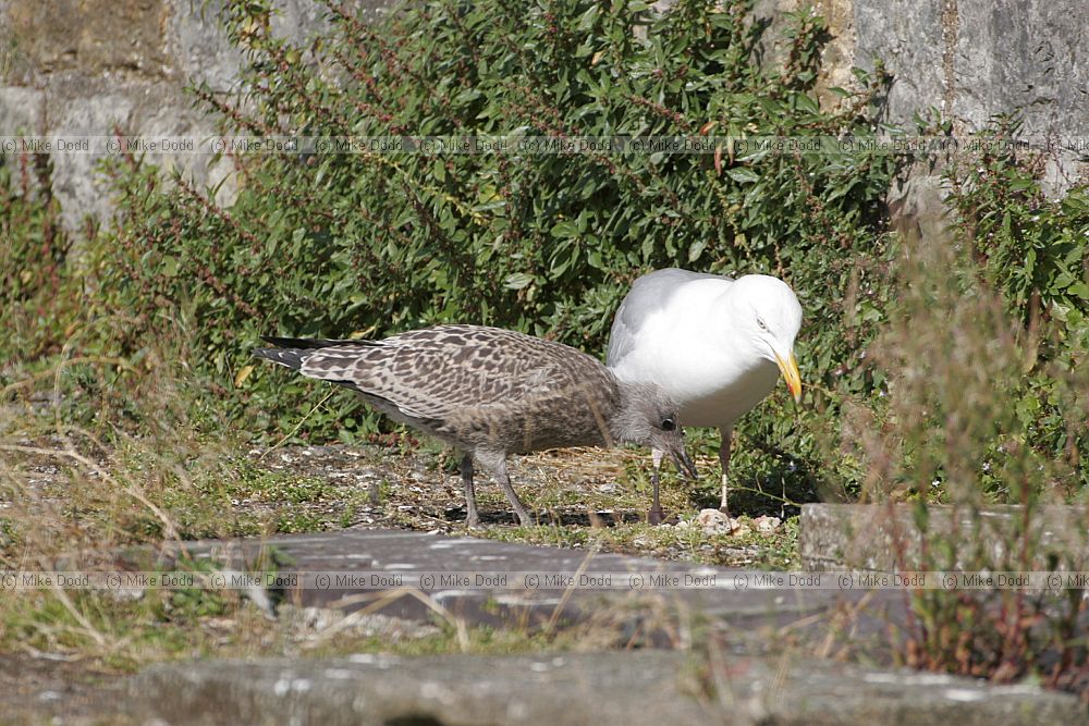 Larus argentatus Herring gull adult feeding young