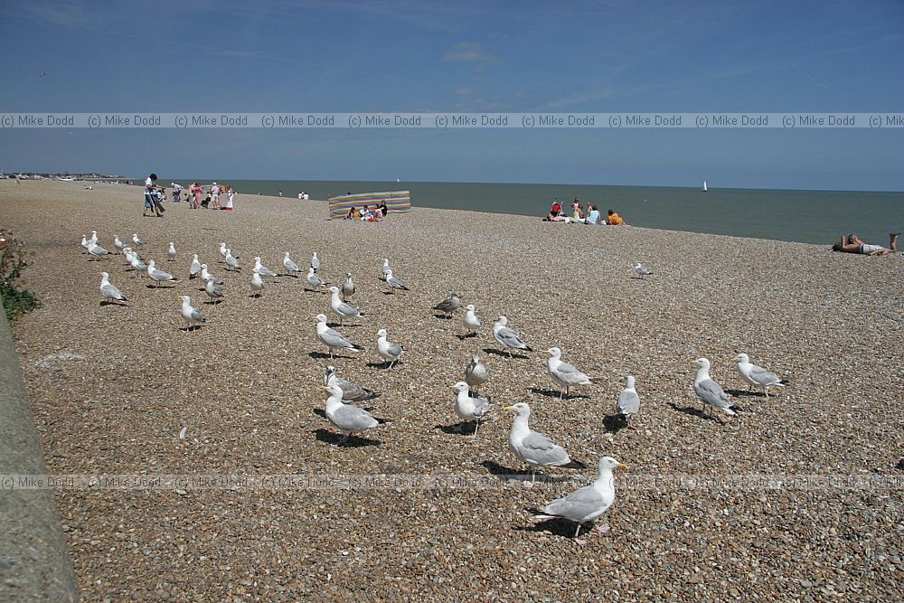 Larus argentatus Herring Gull on beach waiting for food from holidaymakers