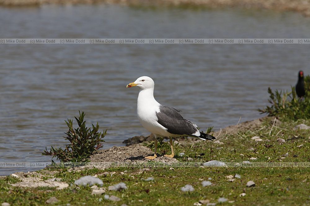 Larus fuscus Lesser black-backed gull