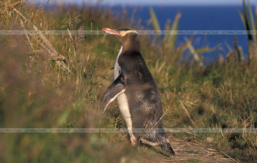 Megadyptes antipodes Yellow eyed penguin Otago peninsula
