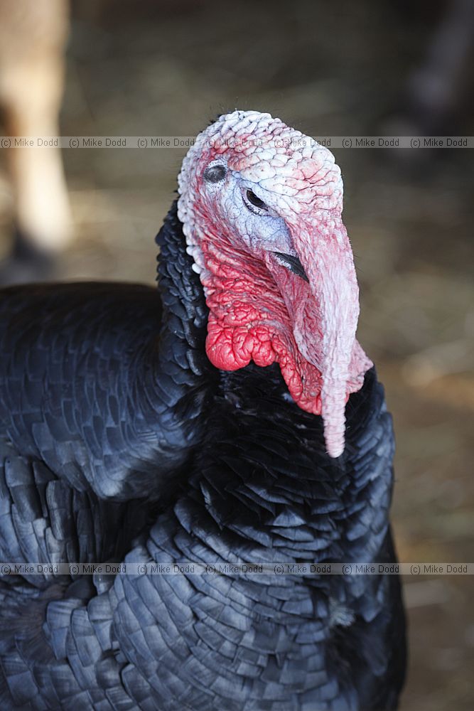 Meleagris gallopavo Norfolk Black Turkey