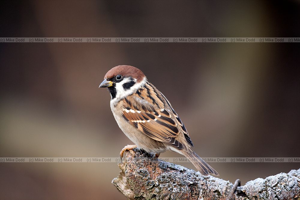 Passer montanus Tree sparrow